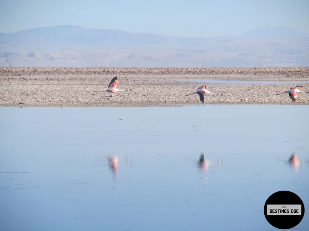  Laguna Chaxa