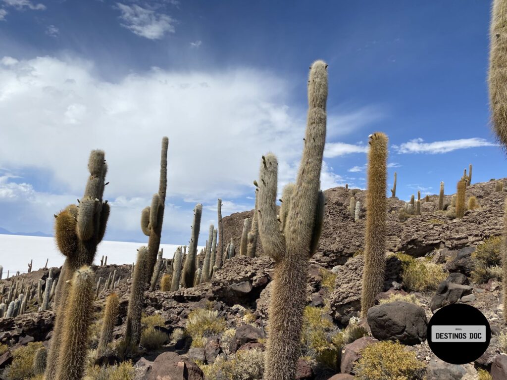  Isla Incahuasi - Salar de Uyuni