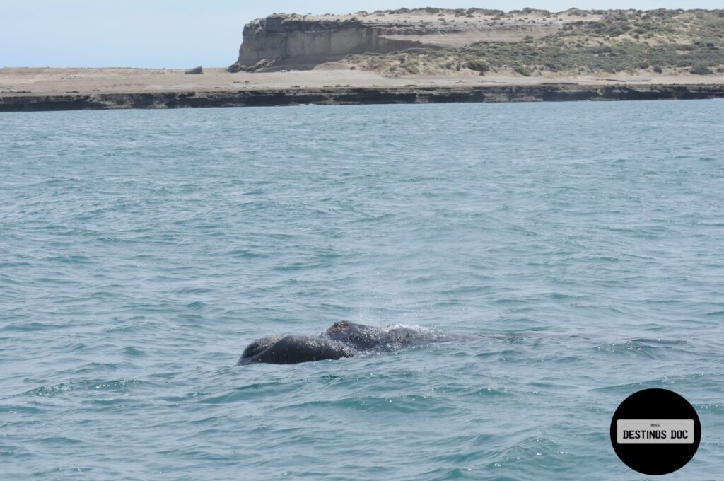 Avistamento da Baleia-Franca-Austral