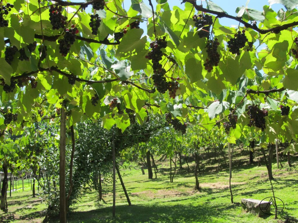 Caminhos de Pedra