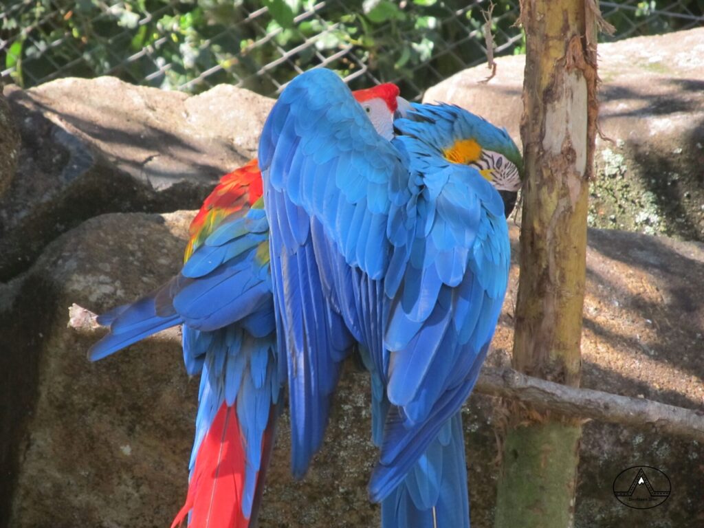 zoo gramado